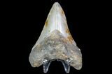 Fossil Megalodon Tooth - North Carolina #105004-1